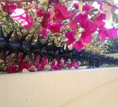 wall spikes